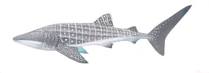 Fish Collection: Illustration of Whale Shark (Rhincodon typus), Rhincodontidae; threatened / endangered species