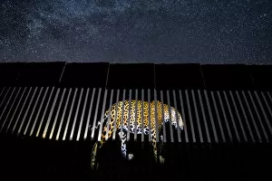 An image of a wild Jaguar (Panthera onca) is symbolically projected on to a section of the US-Mexico border wall