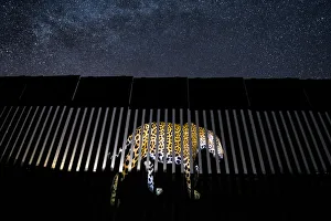 Near Threatened Prints: An image of a wild Jaguar (Panthera onca) is symbolically projected on to a section of the US-Mexico border wall