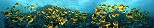 Images Dated 8th December 2011: Five images of schooling Raccoon Butterflyfish (Chaetodon lunula)