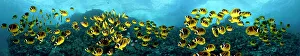 Groups Prints: Five images of schooling Raccoon Butterflyfish (Chaetodon lunula) digitally combined for this panorama photograph