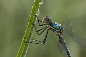Imature male Emerald damselfly (Lestes sponsa) on leaf covered in water droplets
