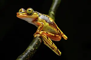 Hylidae Prints: Imbabura tree frog (Boana picturata) resting on a branch in rainforest understorey at night