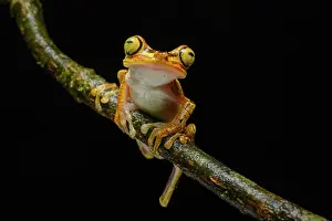 Hylidae Prints: Imbabura tree frog (Boana picturata) resting on a branch in rainforest understorey at night