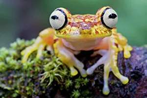 Images Dated 3rd August 2012: Imbabura tree frog (Hypsiboas picturatus) portrait, Canande, Esmeraldas, Ecuador