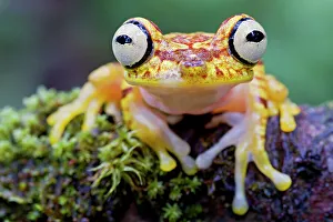 Amphibia Prints: Imbabura tree frog (Hypsiboas picturatus) portrait, Canande, Esmeraldas, Ecuador