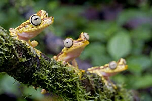 Images Dated 3rd August 2012: Imbabura Tree Frogs (Boana picturatus) perched on a branch. Bilsa, Esmeraldas, Ecuador