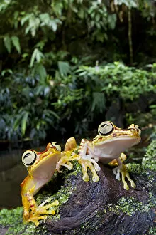 Two Imbabura tree frogs (Hypsiboas picturatus) on log, Canande, Esmeraldas, Ecuador