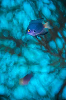 Secrets Of The Sea Prints: Imitator damselfish (Pomacentrus imitator) male