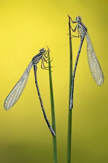 Zygoptera Prints: Immature common blue damselflies (Enallagma cyathigerum) resting on reeds, Broxwater