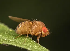 Muscomorpha Prints: Immigrant fruit fly ((Drosophila immigrans) portrait, Pennsylvania, USA. May