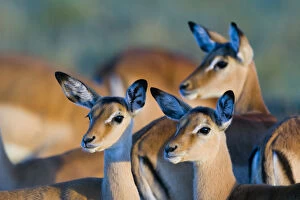 2013 Highlights Gallery: Impala (Aepyceros melampus) female and calves, Masai-Mara Game Reserve, Kenya