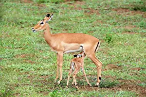 Suckling Prints: Impala (Aepyceros melampus) female with suckling fawn, Akagera National Park, Rwanda