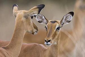 Impala (Aepyceros melampus) females, Masai-Mara Game Reserve, Kenya