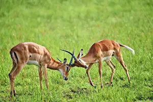 Bovidae Prints: Two Impala (Aepyceros melampus) juvenile males