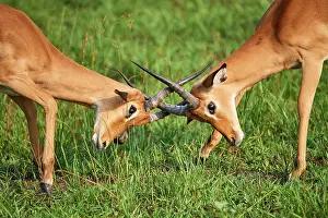 Bovidae Prints: Two Impala (Aepyceros melampus) juvenile males