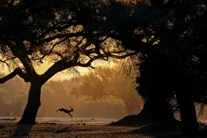 Jumping Prints: Impala (Aepyceros melampus) leaping, backlit at dusk, Lower Zambezi National Park, Zambia