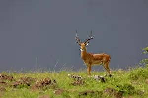 Grazing Prints: Impala (Aepyceros melampus) male
