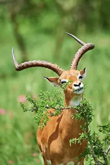 Bovidae Prints: Impala (Aepyceros melampus) male, feeding on leaves, Akagera National Park, Rwanda