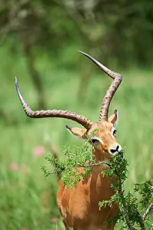 Bovidae Prints: Impala (Aepyceros melampus) male, feeding on leaves, Akagera National Park, Rwanda