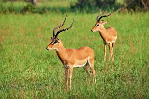 Bovidae Prints: Two Impala (Aepyceros melampus) males