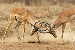 Dust Prints: Two Impala (Aepyceros melampus) males fighting, Amboseli National Park, Kenya
