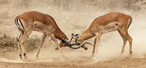 Dust Prints: Two Impala (Aepyceros melampus) males fighting on dusty ground
