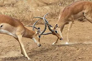 Dust Prints: Two Impala (Aepyceros melampus) males fighting on dusty ground