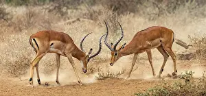 Dust Prints: Two Impala (Aepyceros melampus) males fighting on dusty ground