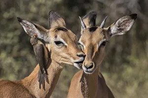 Affection Prints: Impala (Aepyceros melampus) with redbilled oxpecker (Buphagus erythrorhynchus), Kruger