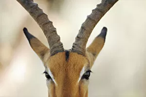 Staffan Widstrand Gallery: Impala antelope (Aepyceros melampus) close up of face, iMfolozi National Park, South