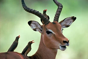 Images Dated 2nd April 2003: Impala with Oxpeckers. Kruger National Park, South Africa