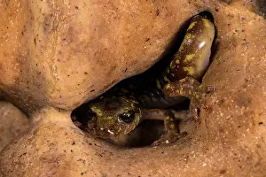 Slimy Prints: Imperial cave salamander (Speleomantes imperialis) hiding in hole in rock