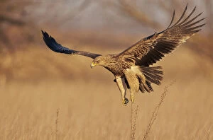 Imperial Eagle (Aquila heliaca) juvenile flying low, Hungary January