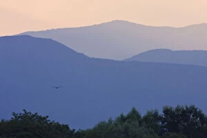 Images Dated 15th June 2008: Imperial Eagle flying to the mountains east of Kosice, Slanske vrchy, Eastern Slovakia