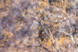 Autumn Gallery: Impression of Birch tree (Betula pendula) in autumn, Scotland, UK. November