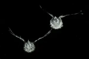 Black Background Prints: Imprint of two Pigeons (Columba sp)