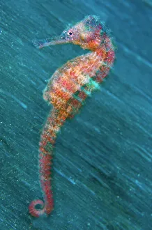 Blue Water Prints: In-camera motion blur image of a female Yellow Seahorse (Hippocampus kuda)