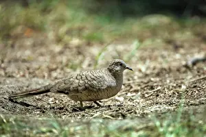 Parks Prints: Inca dove (Columbina inca) portrait, Chapultepec Park, Mexico City, Mexico