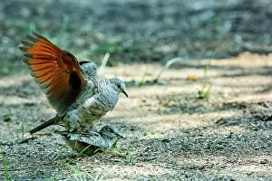 Copulation Prints: Inca doves (Columbina inca) pair, mating, Chapultepec Park, Mexico City, Mexico
