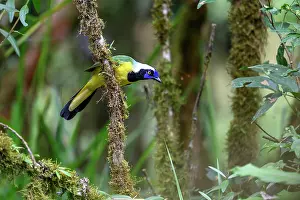 Corvidae Prints: Inca jay (Cyanocorax yncas) male