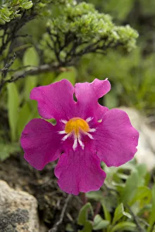 Incarvillea (Incarvillea compacta) with raindrops on petals. Near Zhedou Shan Pass