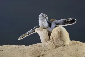 Netherlands Antilles Prints: After an incubation period of 45 to 55 days a first hatchling Green turtle (Chelonia
