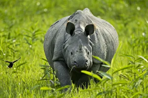 Indian / Asian one-horned rhinoceros (Rhinoceros unicornis) approaching, Kaziranga National Park