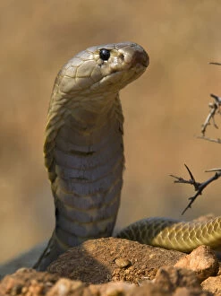 Animal Portrait Gallery: Indian Cobra or Spectacled Cobra (Naja naja), Karnataka, India