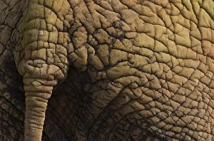 Proboscids Gallery: Indian elephant (Elephas maximus) close up of skin and tail, captive