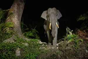 Elephas Prints: Indian elephant (Elephas maximus indicus) juvenile tusker walking through rainforest at night
