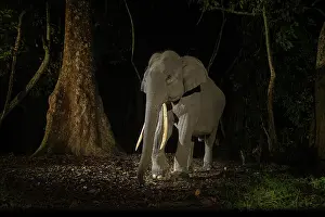 Elephas Prints: Indian elephant (Elephas maximus indicus) juvenile tusker walking through rainforest at night