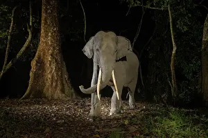 Elephas Prints: Indian elephant (Elephas maximus indicus) juvenile tusker walking through rainforest at night