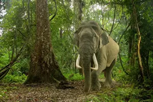 Bulls Prints: Indian elephant (Elephas maximus indicus) male tusker walking through rainforest